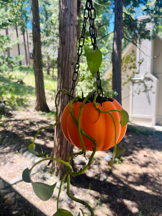 Hanging Pumpkin Planter on Chain | Plant Lover | Halloween Planter | Pumpkin Plants