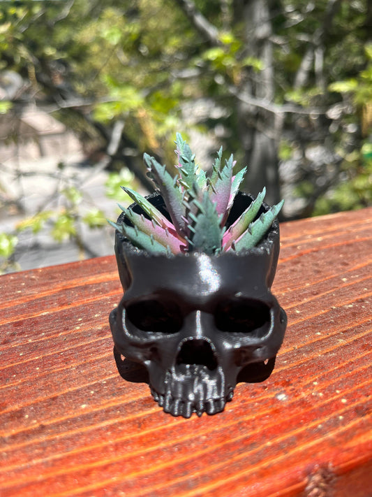 Mini Skull Air Plant Pot | Mini Skull | Skull Decor | Gothic Decor | Halloween Decor | Plant Lover | Gothic Plants